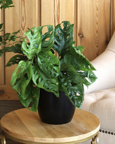 Monstera adensoni plant